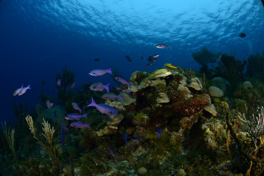 Portada de Buceo en La Habana con NMD-Nómada