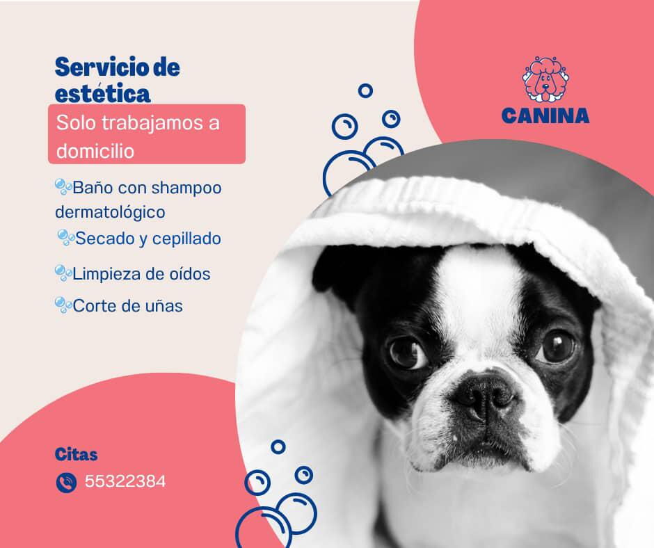Portada de Servicios veterinarios y de estética para mascotas