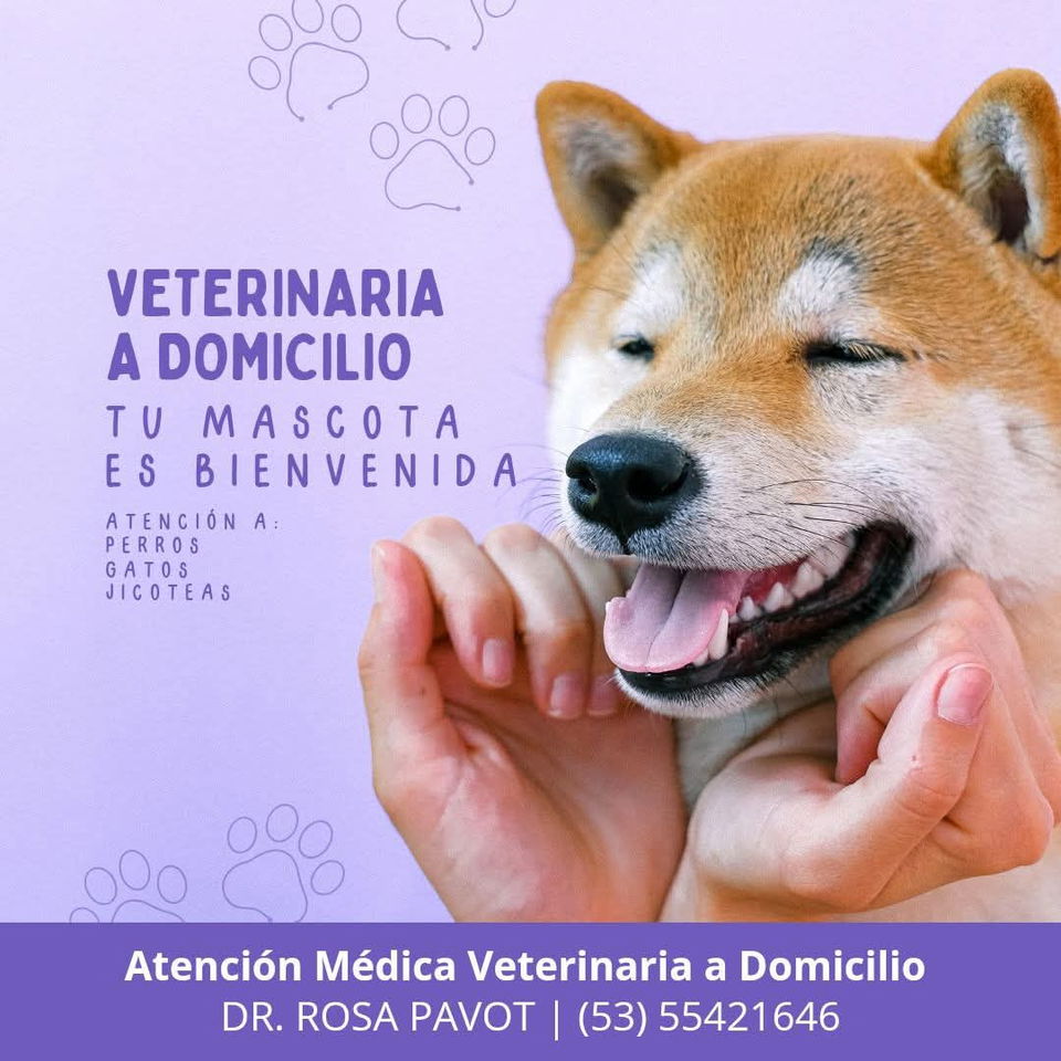 Portada de Veterinario a domicilio en La Habana – Dr. Rosa Pavot
