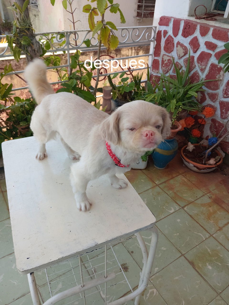 Portada de Peluquería canina a domicilio en Diez de Octubre